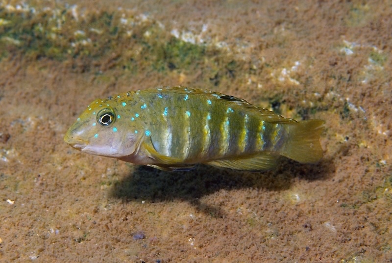 Tanganicodus irsacae 'Nyanza-Lac'